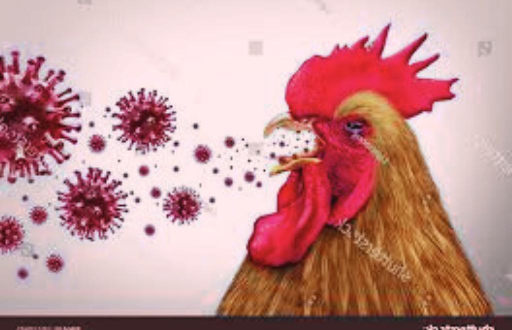 Powerful-Facts-on-Highly-Pathogenic-Avian