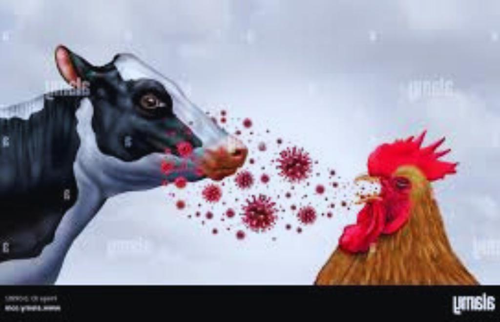 Powerful-Facts-on-Highly-Pathogenic-Avian-