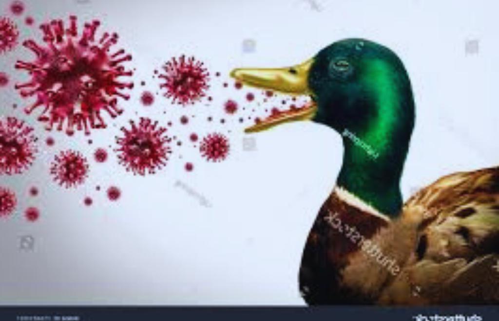 Powerful-Facts-on-Highly-Pathogenic-Avian-